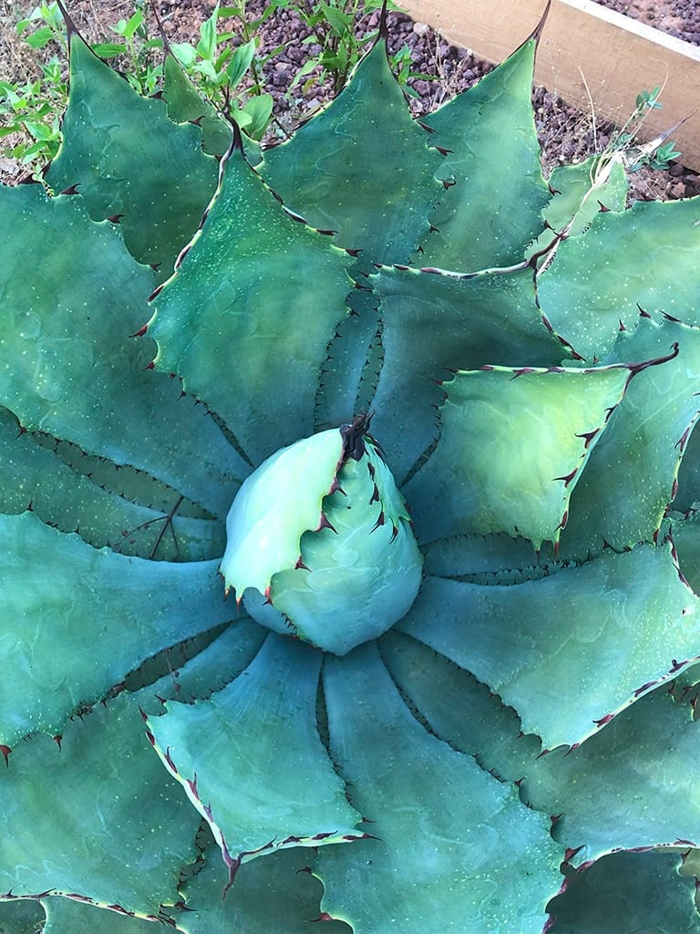 Agave Maximiliana en la sierra