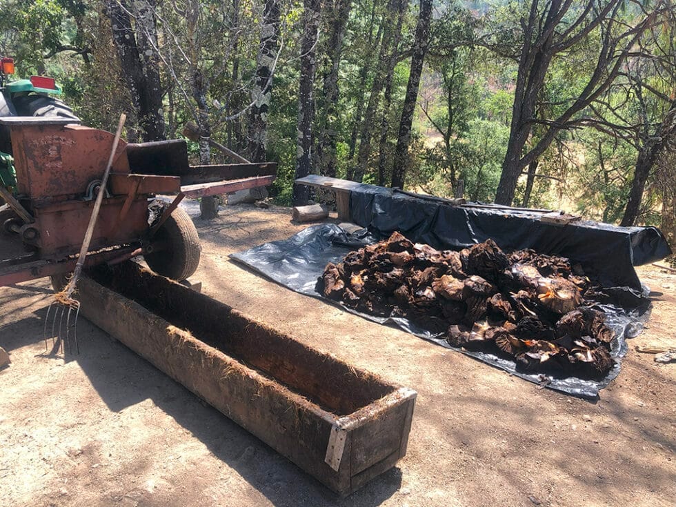 Molienda del agave cocido